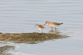 Image result for Calidris subminuta