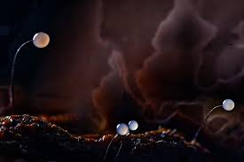 Attēlu rezultāti vaicājumam “Comatricha tenerrima young”