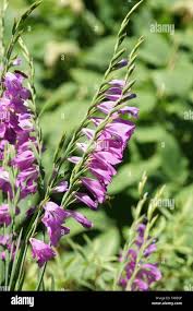 Attēlu rezultāti vaicājumam “Gladiolus imbricatus flower”
