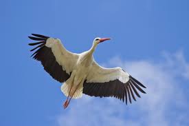 Attēlu rezultāti vaicājumam “Ciconia ciconia”