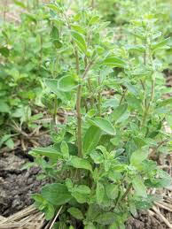 Image result for Majoran