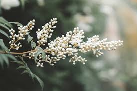 Attēlu rezultāti vaicājumam “Sorbaria sorbifolia bud”