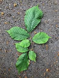 Attēlu rezultāti vaicājumam “Ulmus glabra leaf”