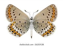 Attēlu rezultāti vaicājumam “Plebejus idas female”