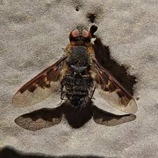 Attēlu rezultāti vaicājumam “Hemipenthes morio”