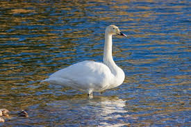 Image result for Cygnus cygnus