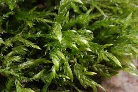 Attēlu rezultāti vaicājumam “Isothecium alopecuroides”