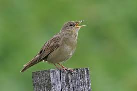 Image result for Locustella naevia