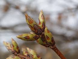 Attēlu rezultāti vaicājumam “Acer saccharinum bud”