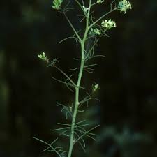 Attēlu rezultāti vaicājumam “Sisymbrium altissimum”
