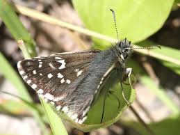 Attēlu rezultāti vaicājumam “Pyrgus serratulae underside”