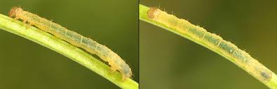 Attēlu rezultāti vaicājumam “Lampropteryx suffumata”