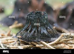 Attēlu rezultāti vaicājumam “Stemonitis foliicola stalked”
