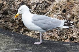 Attēlu rezultāti vaicājumam “Larus argentatus adult”