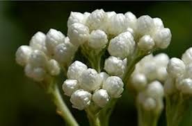 Attēlu rezultāti vaicājumam “Gnaphalium sylvaticum bud”