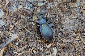 Attēlu rezultāti vaicājumam “Carabus violaceus”