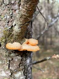 Attēlu rezultāti vaicājumam “Phyllotopsis nidulans”