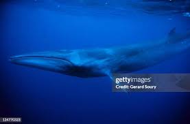 Image result for Balaenoptera borealis