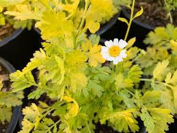 Image result for Tanacetum parthenium