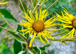 Attēlu rezultāti vaicājumam “Inula helenium flower”