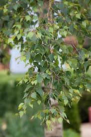 Attēlu rezultāti vaicājumam “Prunus domestica subsp. insitita”