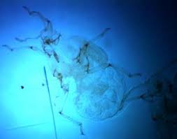 Attēlu rezultāti vaicājumam “Pemphigus borealis”