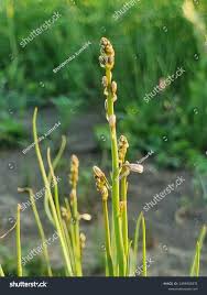 Attēlu rezultāti vaicājumam “Juncaginaceae”