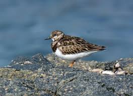 Attēlu rezultāti vaicājumam “Arenaria interpres adult”