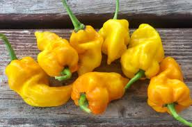 Afbeeldingsresultaat voor mme jeanette hot pepper