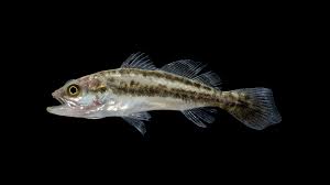 Image result for Cynoscion nebulosus