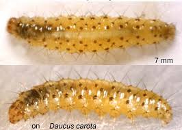 Attēlu rezultāti vaicājumam “Epermeniidae”