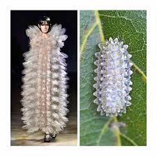 Attēlu rezultāti vaicājumam “Geocrypta galii larva”