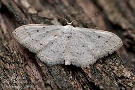 Attēlu rezultāti vaicājumam “Idaea seriata”