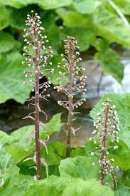 Image result for Petasites officinalis