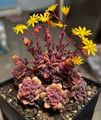 Image result for Aichryson