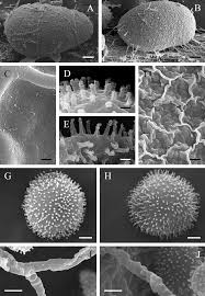 Attēlu rezultāti vaicājumam “Hemitrichia lutescens”