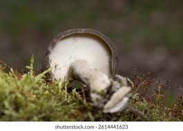 Attēlu rezultāti vaicājumam “Polyporus ciliatus”