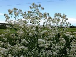Attēlu rezultāti vaicājumam “Lepidium latifolium flower”