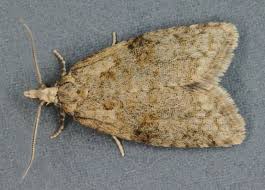 Attēlu rezultāti vaicājumam “Capua vulgana”