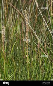Attēlu rezultāti vaicājumam “Triglochin maritimum flower”
