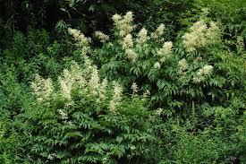 Image result for Aruncus dioicus
