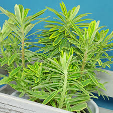 Image result for Wolfsmilch