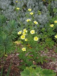 Image result for Potentilla recta