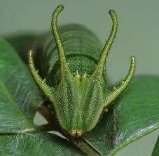 Attēlu rezultāti vaicājumam “Craniophora ligustri larva”