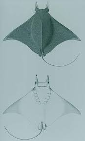 Image result for Mobula munkiana