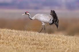 Attēlu rezultāti vaicājumam “Grus grus adult”