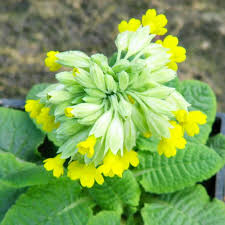 Attēlu rezultāti vaicājumam “Primula veris leaf”