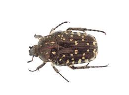 Attēlu rezultāti vaicājumam “Oxythyrea funesta”