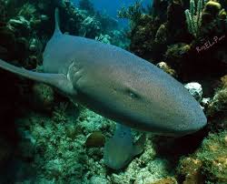 Image result for Ginglymostoma unami