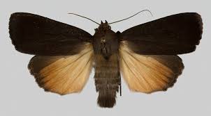 Attēlu rezultāti vaicājumam “Amphipyra livida”